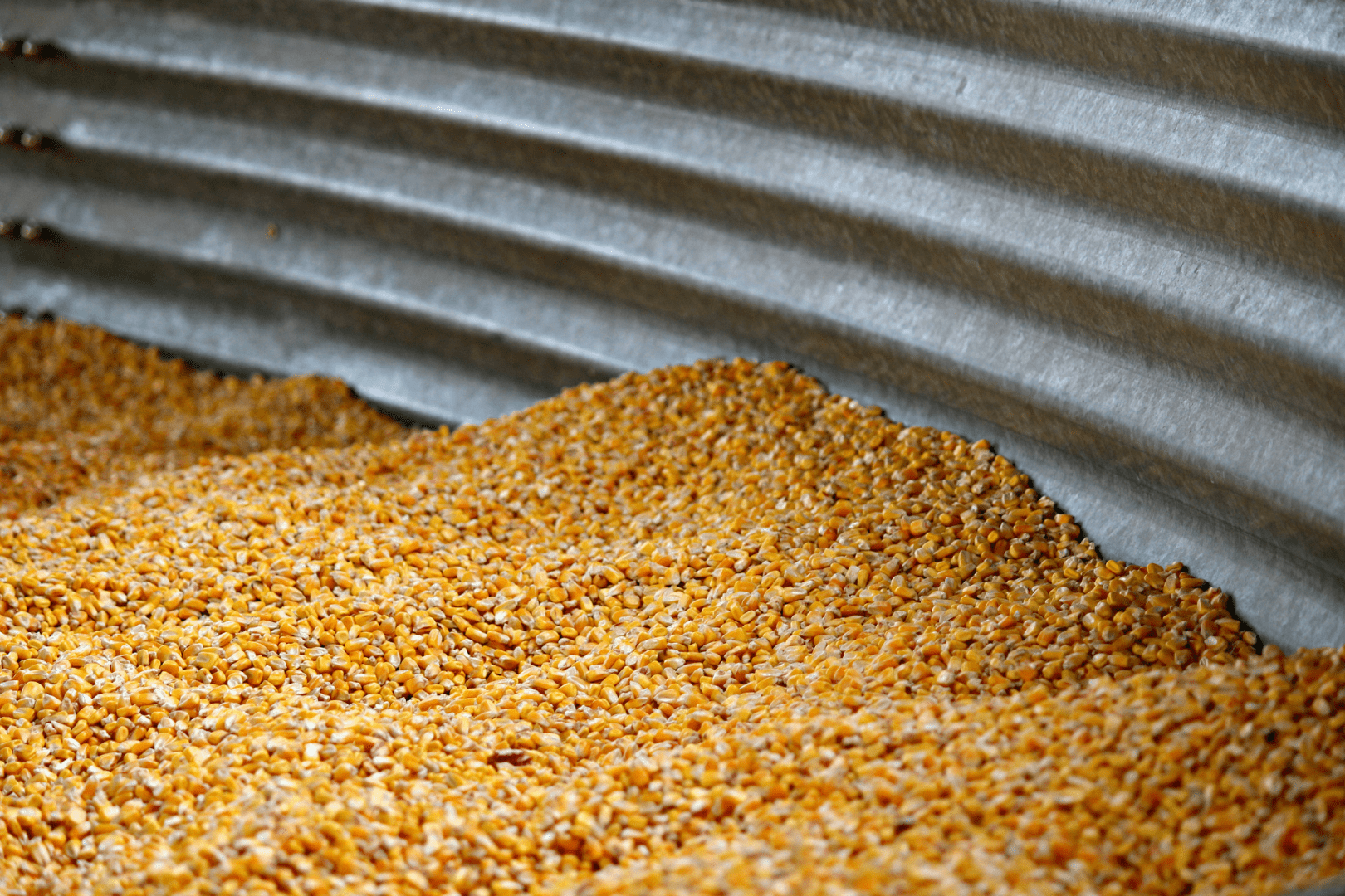 corn in a silo representing bridging and ratholing in food industry